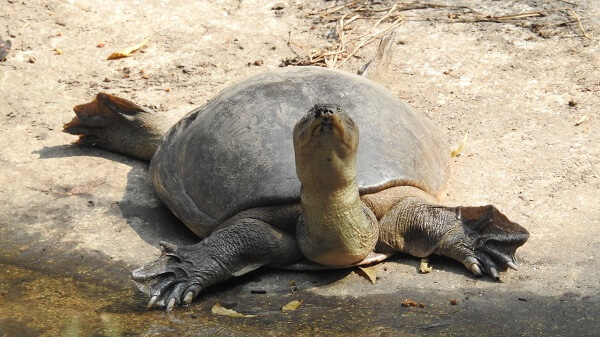 Soft Shell Turtles