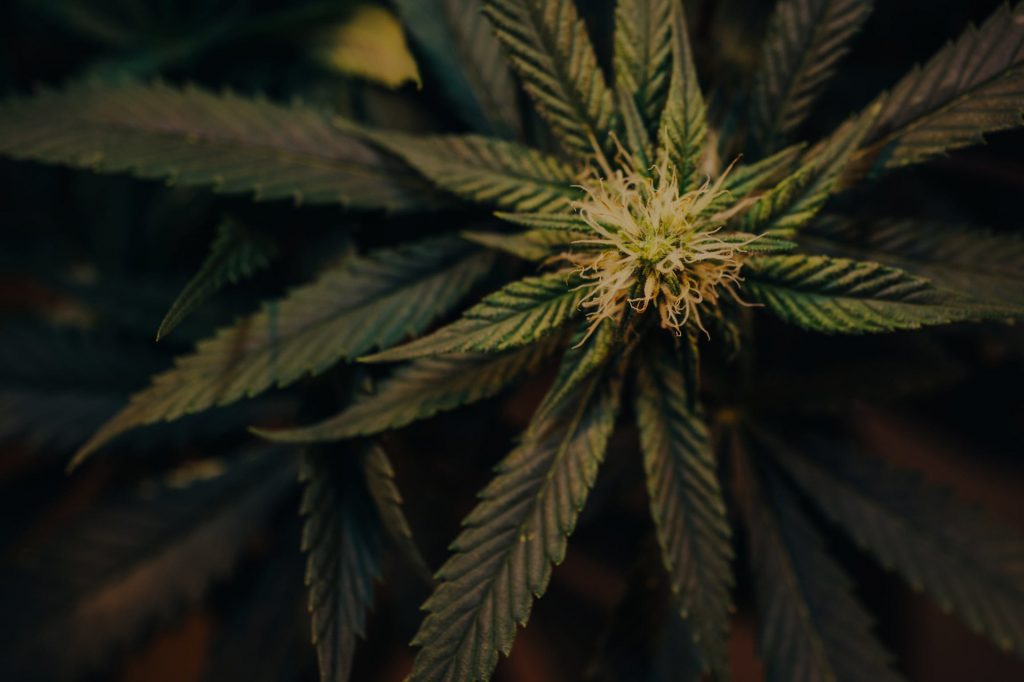 high thca flower
